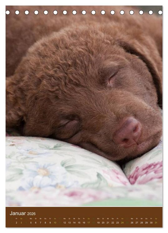 Produktbild: Chesapeake Bay Retriever 2026 (Tischkalender 2026 DIN A5 hoch), CALVENDO Monatskalender