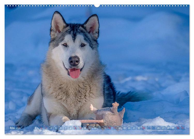 Produktbild: Alaskan Malamute in seinem Element (hochwertiger Premium Wandkalender 2026 DIN A2 quer), Kunstdruck in Hochglanz