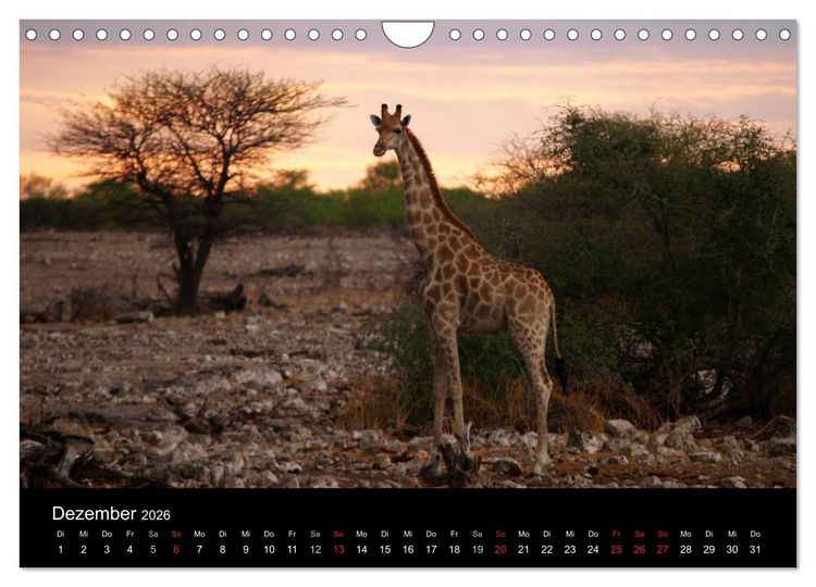 Produktbild: Giraffen &ndash; Faszination der Wildnis (Wandkalender 2026 DIN A4 quer), CALVENDO Monatskalender