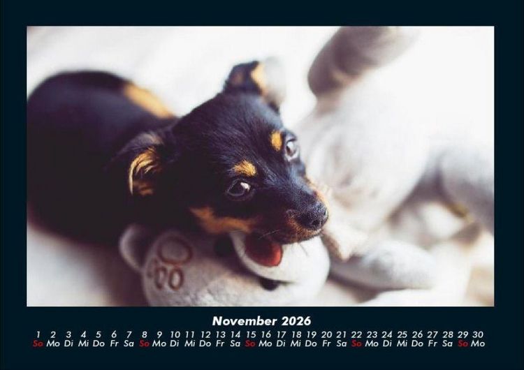 Produktbild: Welpen 2026 Fotokalender DIN A4
