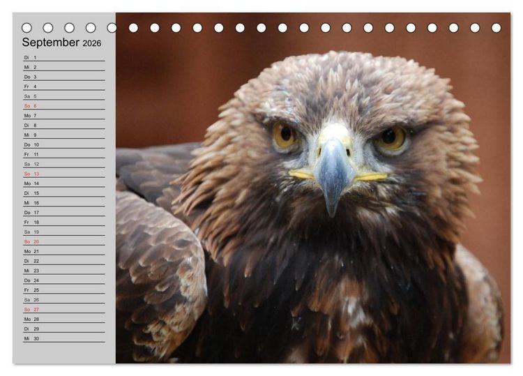 Produktbild: Adler und Greife. K&ouml;nige des Himmels (Tischkalender 2026 DIN A5 quer), CALVENDO Monatskalender