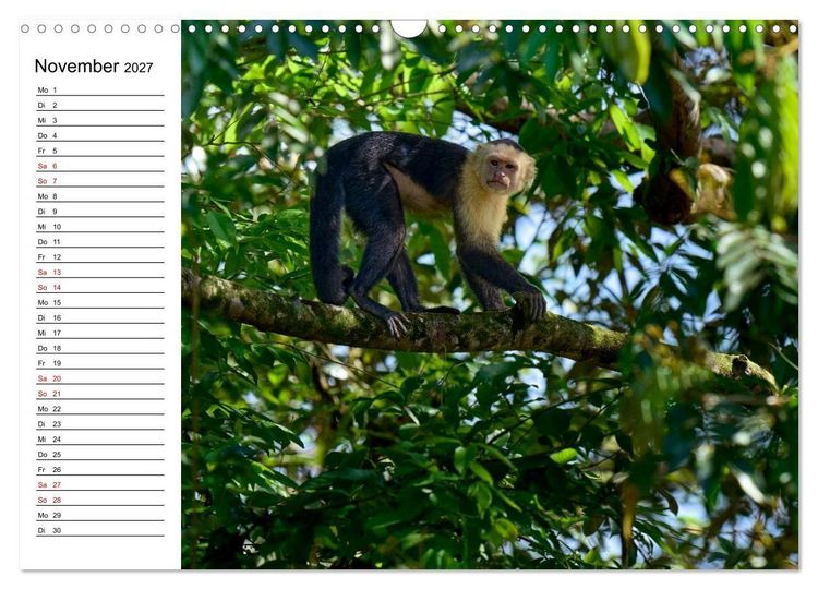 Produktbild: Costa Rica &ndash; Tierparadies im Regenwald (Wandkalender 2027 DIN A3 quer), CALVENDO Monatskalender