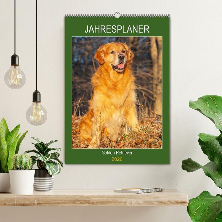 Produktbild: Jahresplaner Golden Retriever (Wandkalender 2026 DIN A2 hoch), CALVENDO Monatskalender