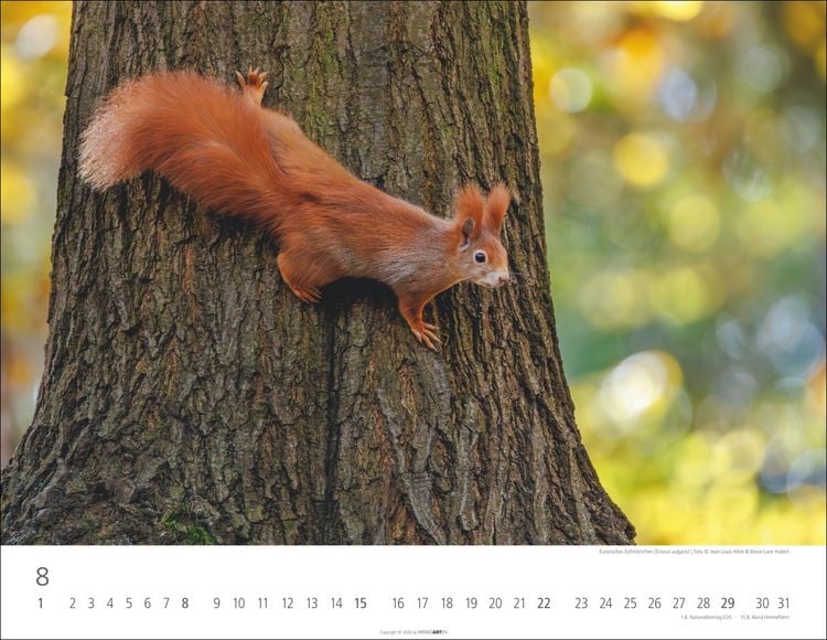 Produktbild: Heimische Wildtiere Kalender 2027