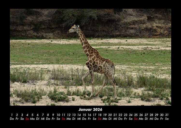 Produktbild: Giraffen 2026 Fotokalender DIN A3