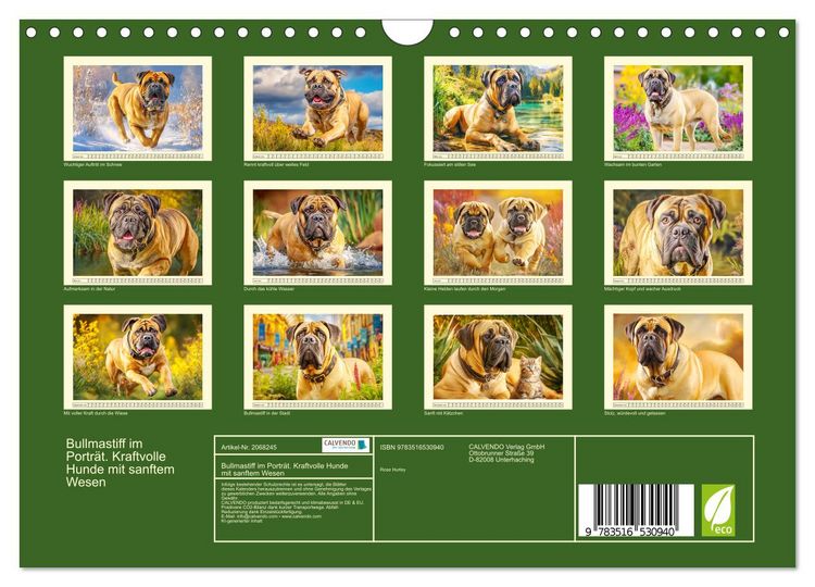Produktbild: Bullmastiff im Portr&auml;t. Kraftvolle Hunde mit sanftem Wesen (Wandkalender 2026 DIN A4 quer), CALVENDO Monatskalender