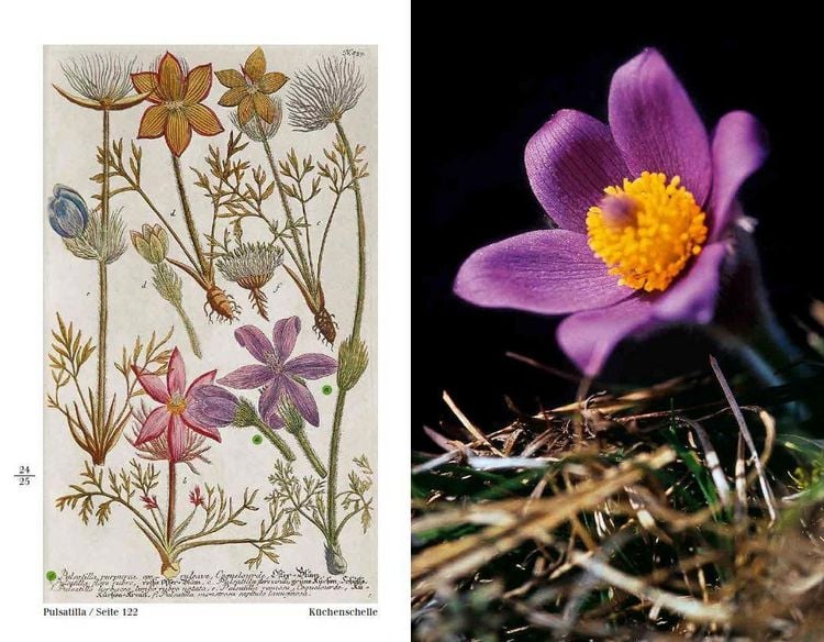 Produktbild: Blumen einst und jetzt