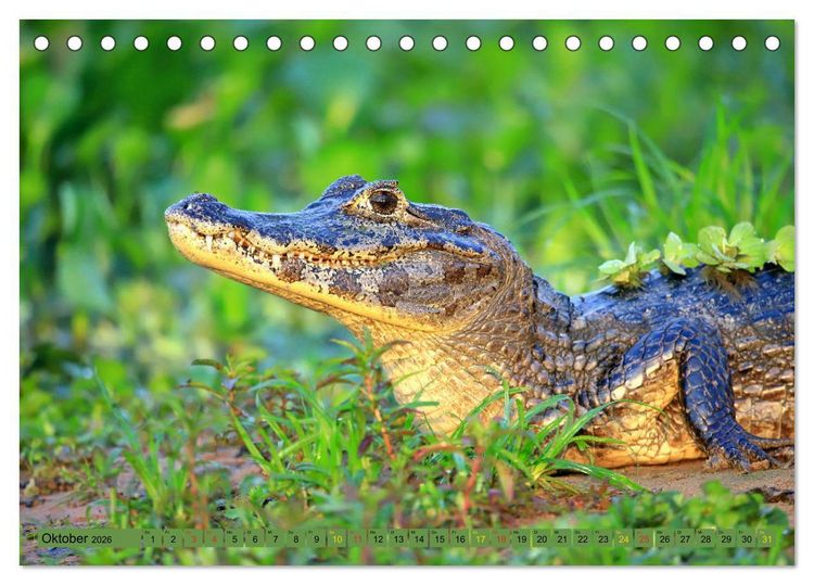 Produktbild: Krokodile in der Wildnis (Tischkalender 2026 DIN A5 quer), CALVENDO Monatskalender