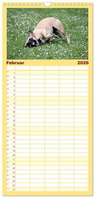 Produktbild: Familienplaner 2026 - Franz&ouml;sische Bulldoggen - Schutzengel auf 4 Pfoten mit 5 Spalten (Wandkalender, 21 x 45 cm) CALVENDO