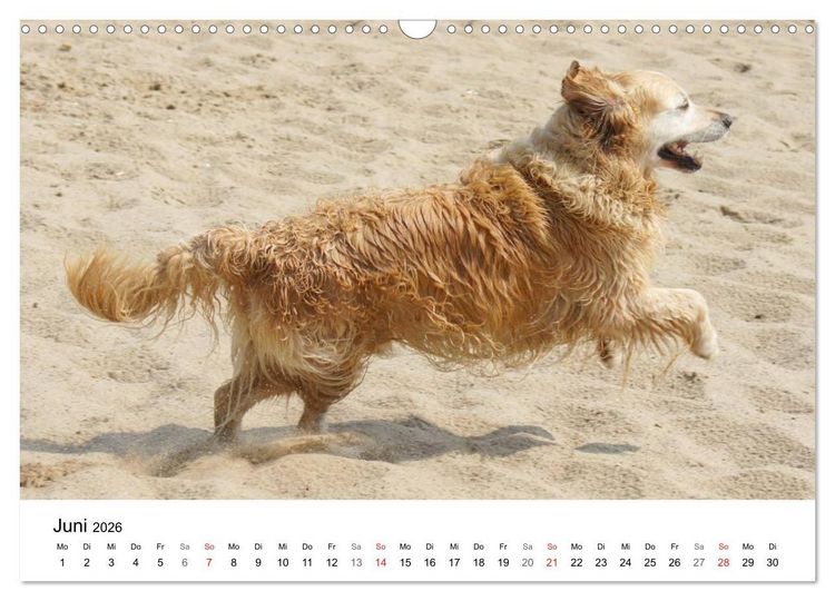 Produktbild: Golden Retriever Power (Wandkalender 2026 DIN A3 quer), CALVENDO Monatskalender