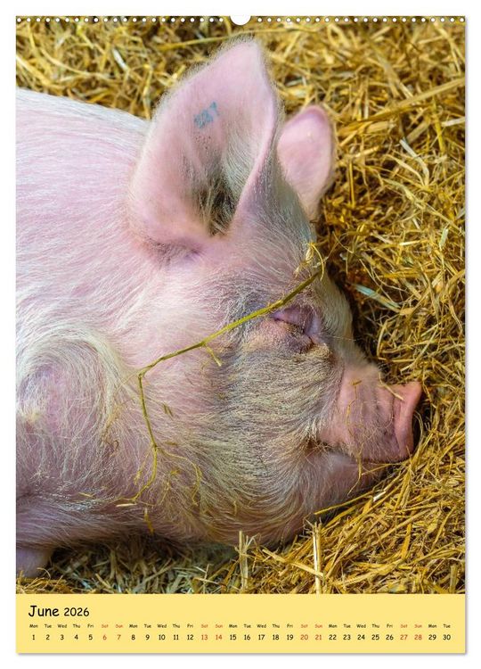 Produktbild: Just Pigs (High Quality Premium Wall Calendar 2026 DIN A2 portrait),CALVENDO 12 Month Wall Calendar