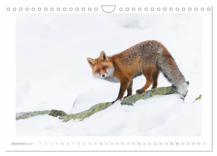 Produktbild: Un an avec le renard roux (Calendrier mural 2027 DIN A4 vertical), CALVENDO calendrier mensuel