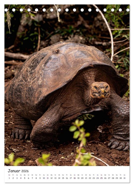 Produktbild: Wildlife - Die Tierwelt der Galapagos Inseln (Tischkalender 2026 DIN A5 hoch), CALVENDO Monatskalender