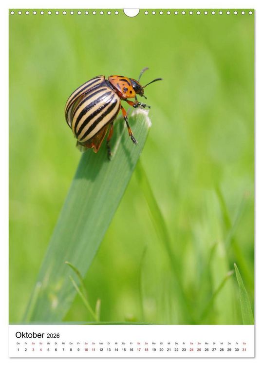 Produktbild: Insekten,Sch&ouml;nheiten der Natur (Wandkalender 2026 DIN A3 hoch), CALVENDO Monatskalender