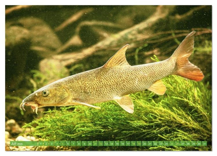 Produktbild: Heimische Fische: Karpfen, Forelle, Hecht (Wandkalender 2026 DIN A4 quer), CALVENDO Monatskalender