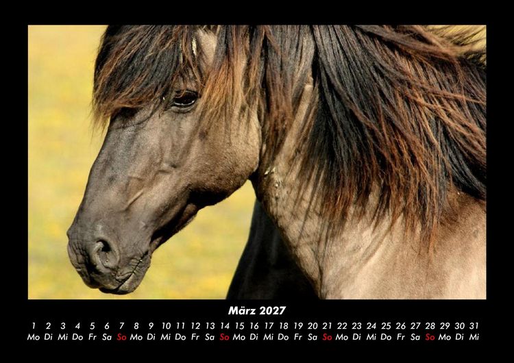 Produktbild: Die Welt der Pferde 2027 Fotokalender DIN A3