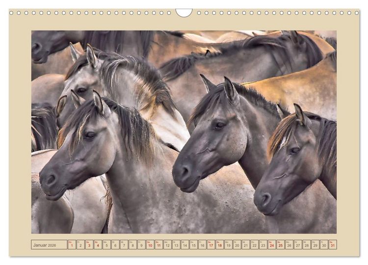 Produktbild: D&uuml;lmener Wildpferde im M&uuml;nsterland (Wandkalender 2026 DIN A3 quer), CALVENDO Monatskalender