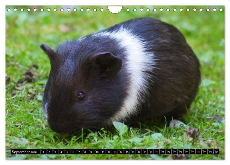 Produktbild: Kuschelige Meerschweinchen (Wandkalender 2026 DIN A4 quer), CALVENDO Monatskalender