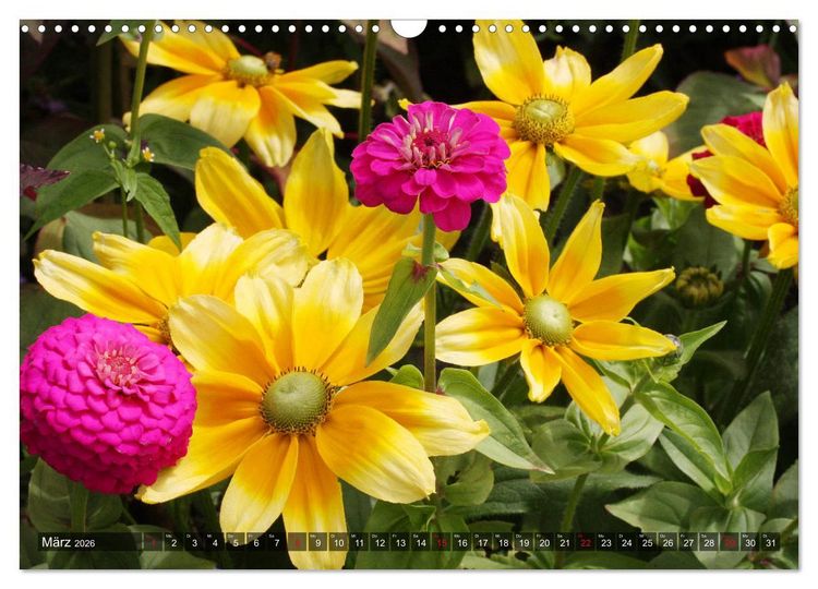 Produktbild: Sonnenhut im Garten (Wandkalender 2026 DIN A3 quer), CALVENDO Monatskalender