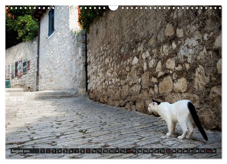 Produktbild: Die Katzen von Rovinj (Wandkalender 2026 DIN A3 quer), CALVENDO Monatskalender
