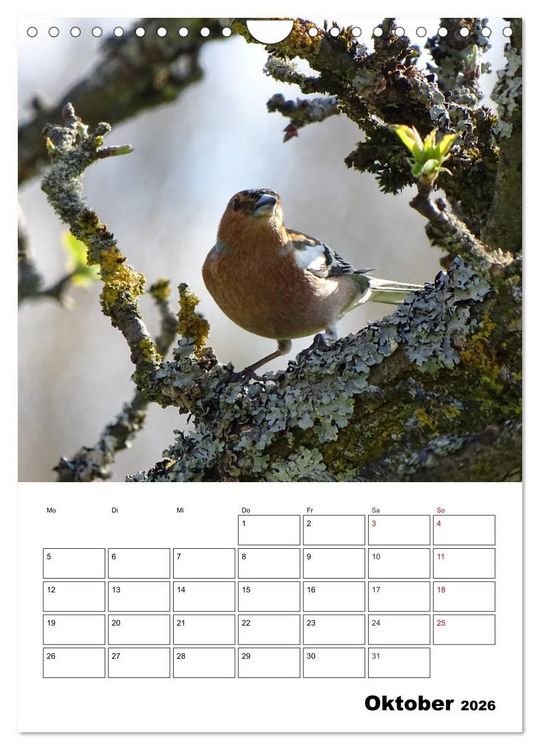 Produktbild: Amsel, Drossel, Fink und Star - beobachtet (Wandkalender 2026 DIN A4 hoch), CALVENDO Monatskalender