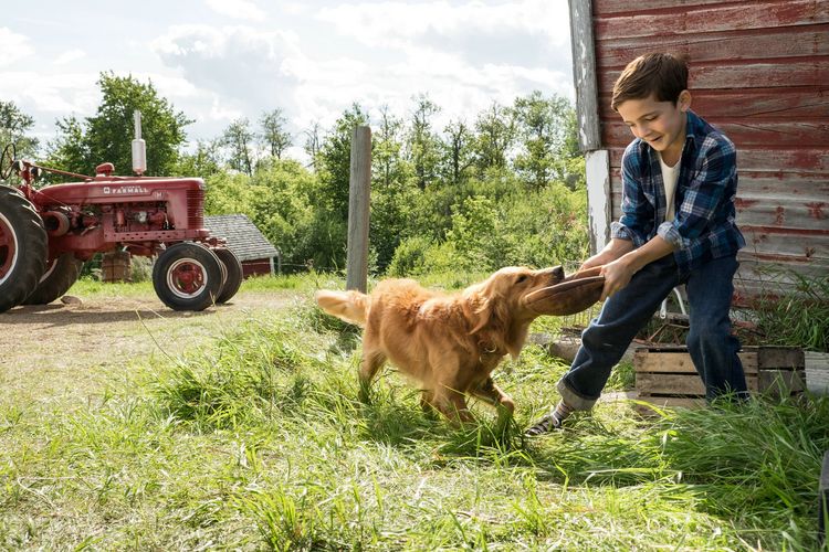 Produktbild: Bailey - Ein Freund f&uuml;rs Leben