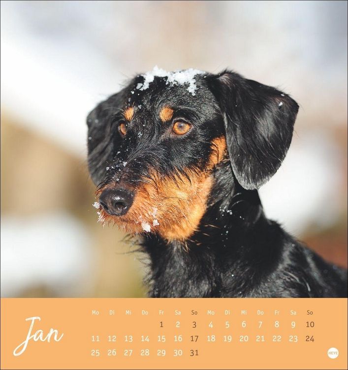 Produktbild: Dackel Postkartenkalender 2027