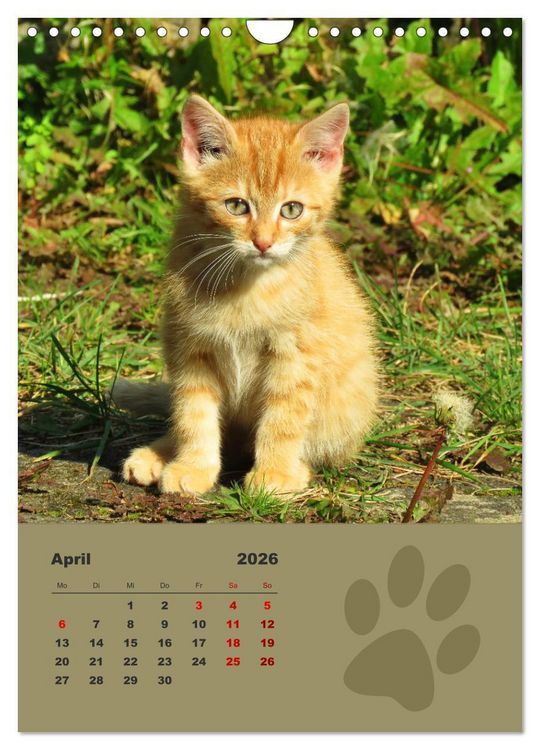 Produktbild: Wilde T&auml;tzchen, kleine wilde Katzen entdecken die Welt (Wandkalender 2026 DIN A4 hoch), CALVENDO Monatskalender