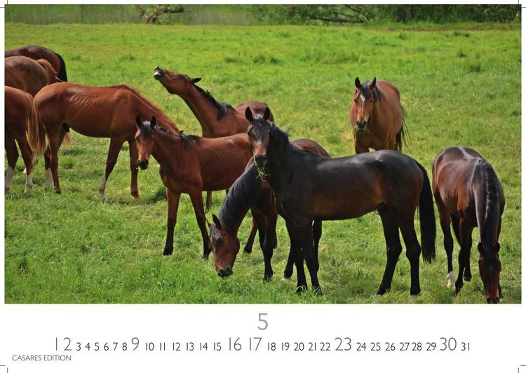 Produktbild: Pferde Kalender 2027 &ndash; Wandkalender | Fotokalender Tierkalender 24x35cm mit 12 wundersch&ouml;nen Fotos dieser edlen Tiere