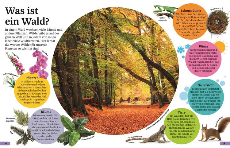 Produktbild: Superchecker! Wald