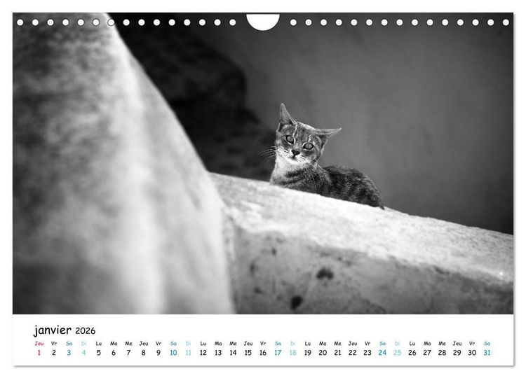 Produktbild: Chats de Santorin - Les princes d'Oia en noir et blanc (Calendrier mural 2026 DIN A4 vertical), CALVENDO calendrier mensuel