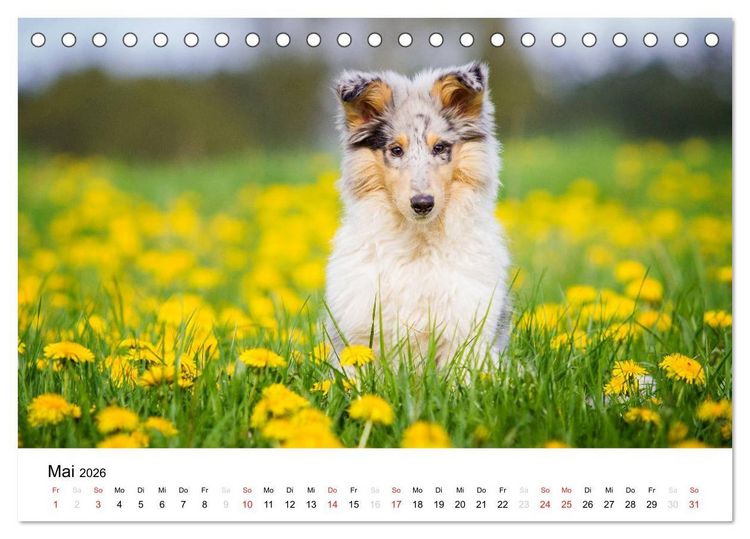 Produktbild: Collies 2026 in Kurz- und Langhaar (Tischkalender 2026 DIN A5 quer), CALVENDO Monatskalender