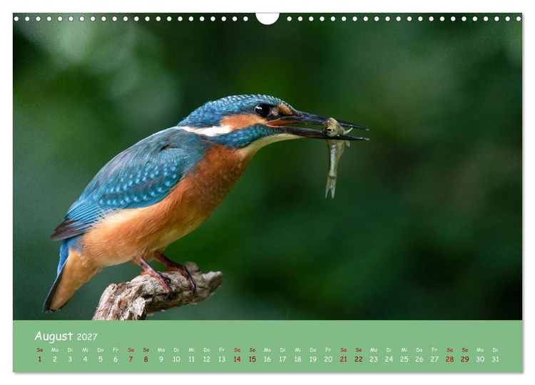 Produktbild: Alcedo atthis. Der Eisvogel (Wandkalender 2027 DIN A3 quer), CALVENDO Monatskalender