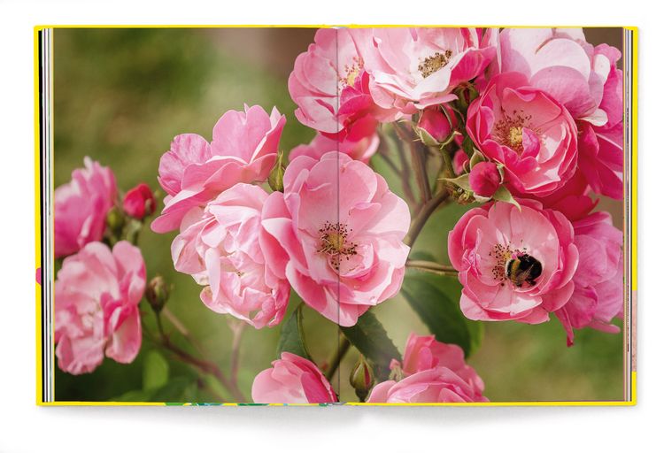 Produktbild: Floramour: Roses / Rosen