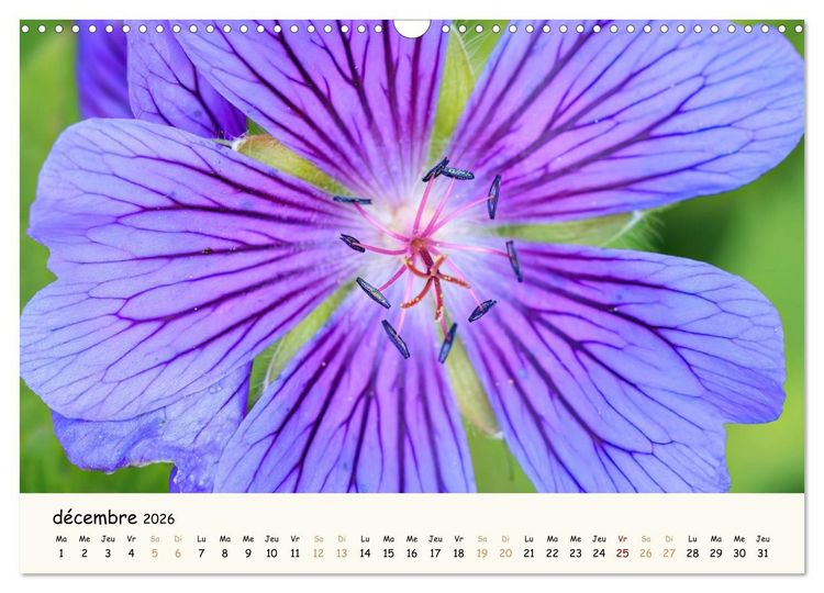 Produktbild: Au c&oelig;ur des fleurs (Calendrier mural 2026 DIN A3 vertical), CALVENDO calendrier mensuel