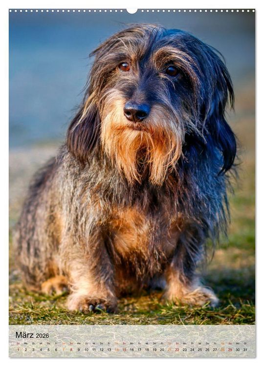 Produktbild: Hunde - treu und ehrlich (Wandkalender 2026 DIN A2 hoch), CALVENDO Monatskalender