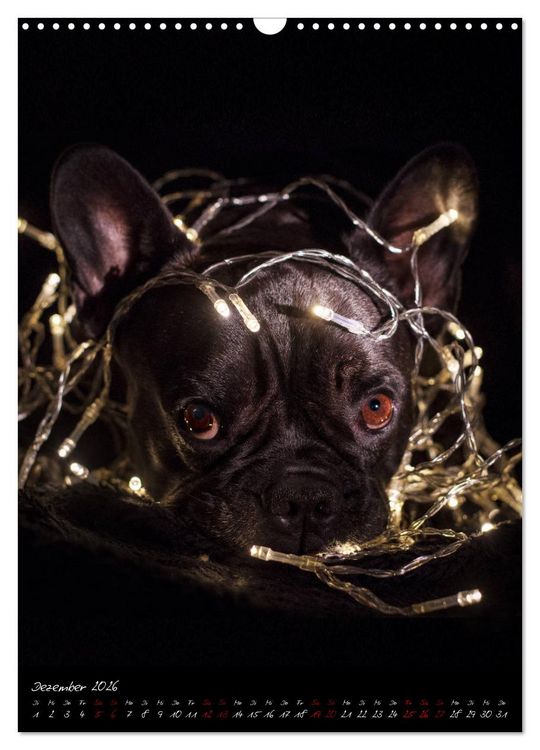 Produktbild: Hunde-Augen-Blicke (Wandkalender 2026 DIN A3 hoch), CALVENDO Monatskalender