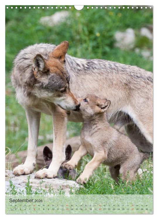 Produktbild: Emotionale Momente: Der Wolf. (Wandkalender 2026 DIN A3 hoch), CALVENDO Monatskalender