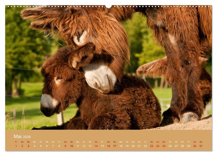 Produktbild: Baudet de Poitou - Seltene franz&ouml;sische Langohren (Wandkalender 2026 DIN A2 quer), CALVENDO Monatskalender