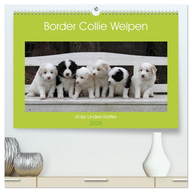 Produktbild: Border Collie Welpen (hochwertiger Premium Wandkalender 2026 DIN A2 quer), Kunstdruck in Hochglanz