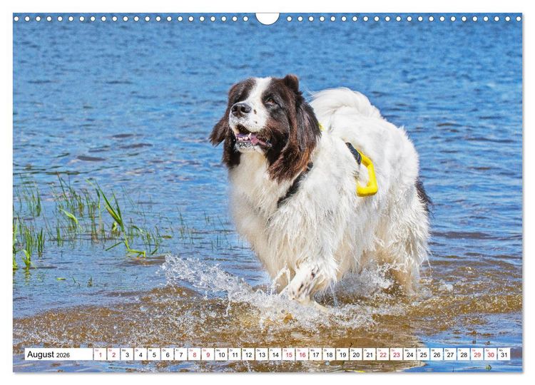 Produktbild: Traumhund Landseer (Wandkalender 2026 DIN A3 quer), CALVENDO Monatskalender
