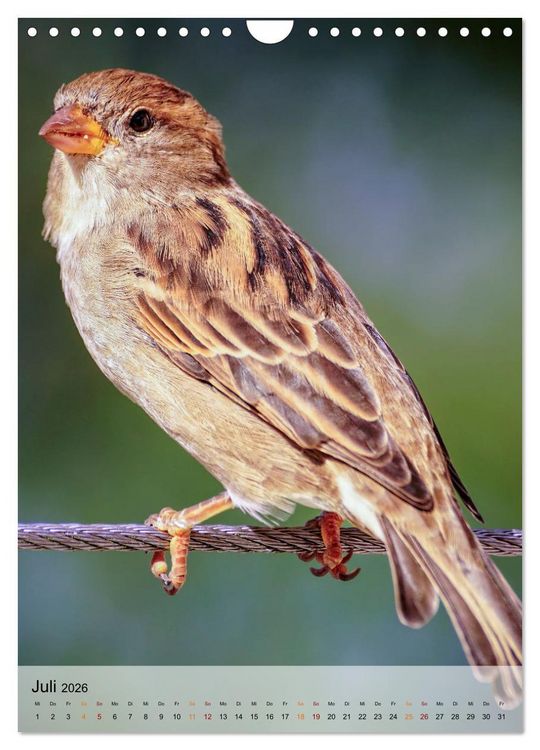Produktbild: V&ouml;gel - gefiederte Freunde in unserer Natur (Wandkalender 2026 DIN A4 hoch), CALVENDO Monatskalender
