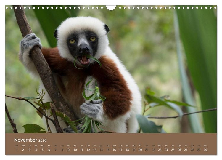 Produktbild: Madagaskars wundersame Tierwelt (Wandkalender 2026 DIN A3 quer), CALVENDO Monatskalender