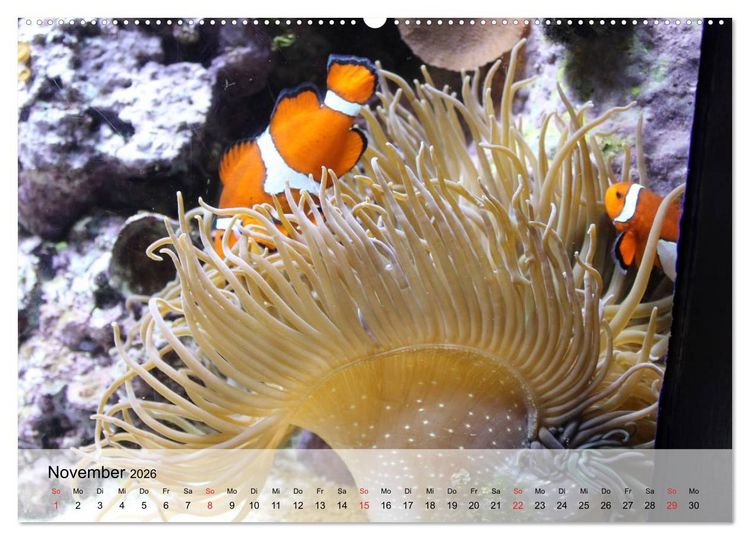 Produktbild: Knallbunte Wasserwelt. Die Welt der Fische (hochwertiger Premium Wandkalender 2026 DIN A2 quer), Kunstdruck in Hochglanz