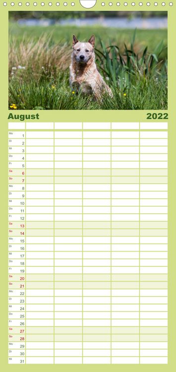Produktbild: Spaziergang am See Australian Cattle Dogs - Familienplaner hoch (Wandkalender 2022 , 21 cm x 45 cm, hoch)
