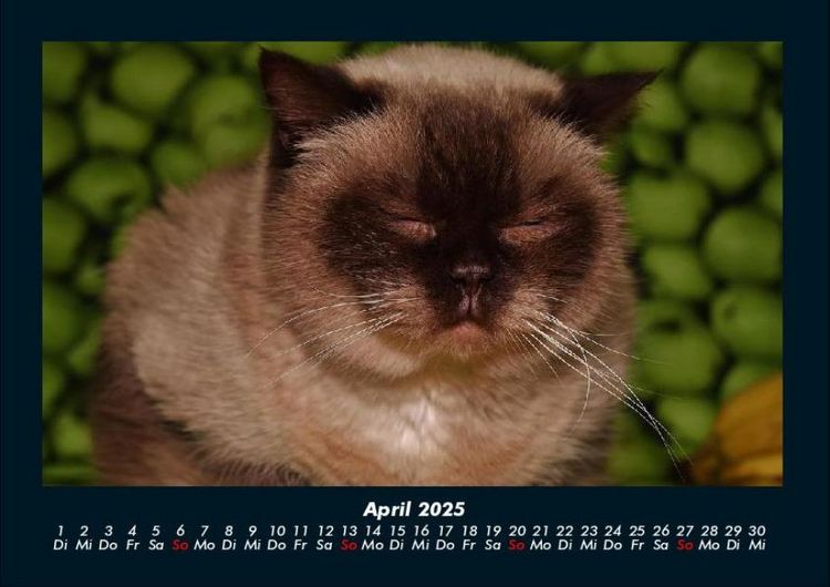 Produktbild: F&uuml;r Katzenfreunde 2025 Fotokalender DIN A4