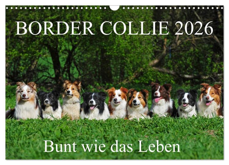 Produktbild: Border Collie 2026 (Wandkalender 2026 DIN A3 quer), CALVENDO Monatskalender