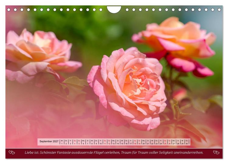 Produktbild: Rosen, Liebe ist (Wandkalender 2027 DIN A4 quer), CALVENDO Monatskalender