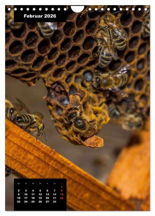 Produktbild: Bienen in ihrem geheimen Reich (Wandkalender 2026 DIN A4 hoch), CALVENDO Monatskalender