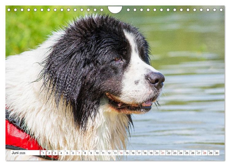 Produktbild: Landseer - Ein starker Freund auf 4 Pfoten (Wandkalender 2026 DIN A4 quer), CALVENDO Monatskalender